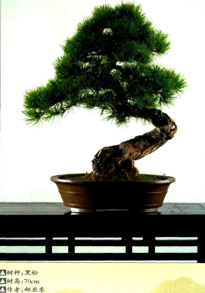 松树盆景怎么栽培的7个问题 图片