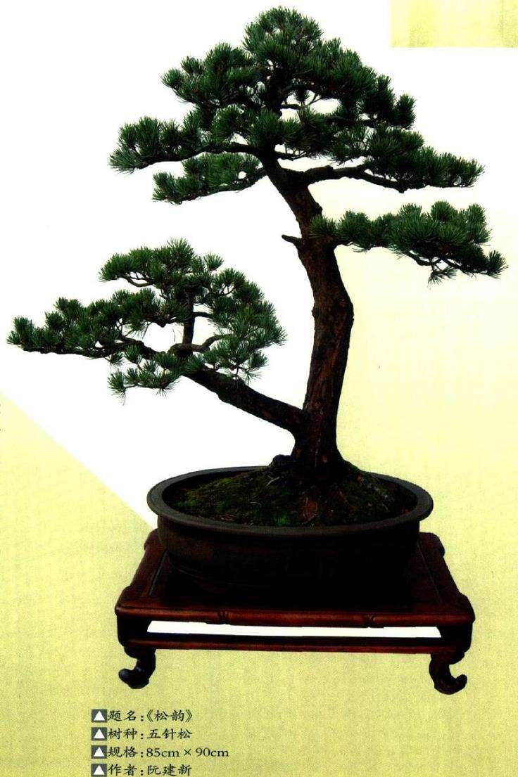 松树盆景怎么栽培的7个问题 图片