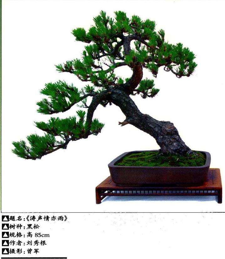 松树盆景艺术怎么审美