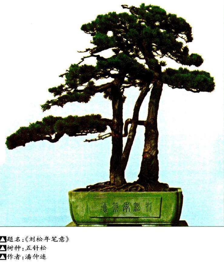 松树盆景艺术怎么审美