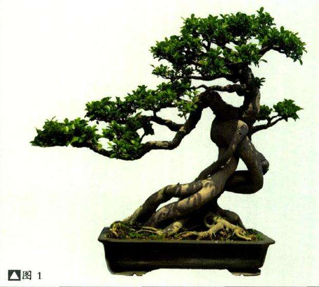 榕树盆景怎么栽培造型