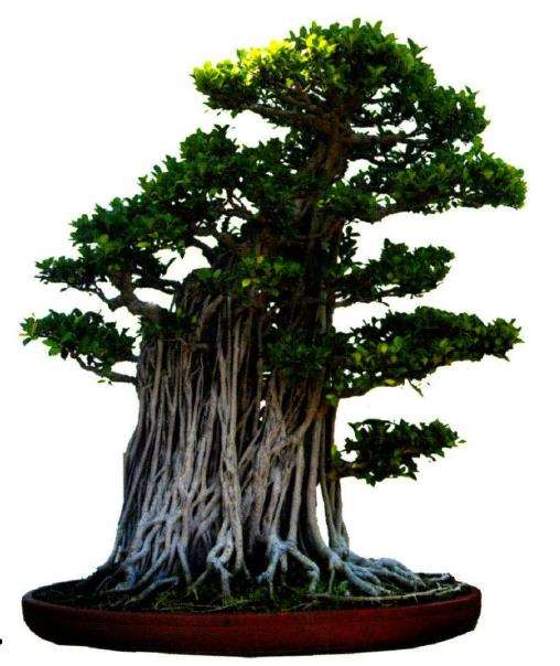 榕树盆景怎么栽培造型