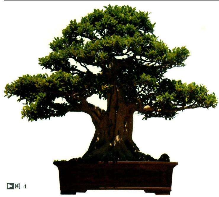 榕树盆景怎么土壤水肥的2个方法