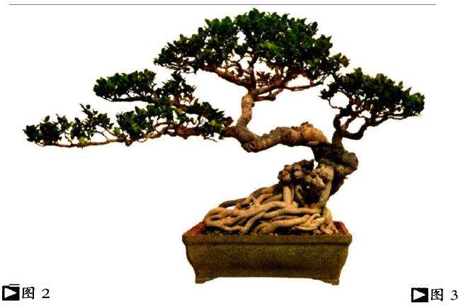 榕树盆景怎么土壤水肥的2个方法