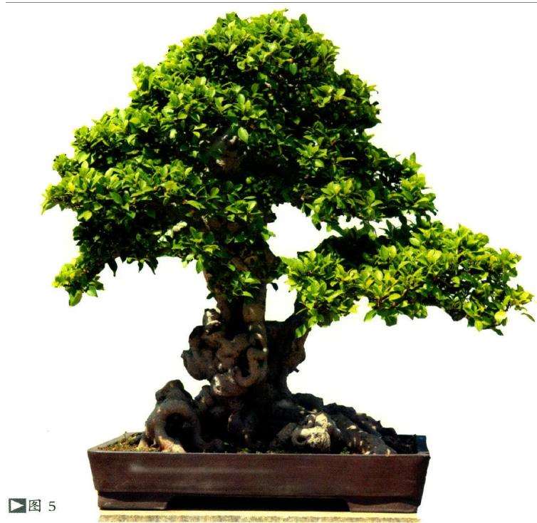 榕树盆景怎么土壤水肥的2个方法