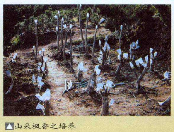 盆景素材的山采时间是什么时候