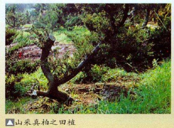 盆景素材的山采时间是什么时候