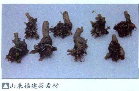 盆景素材的山采时间是什么时候