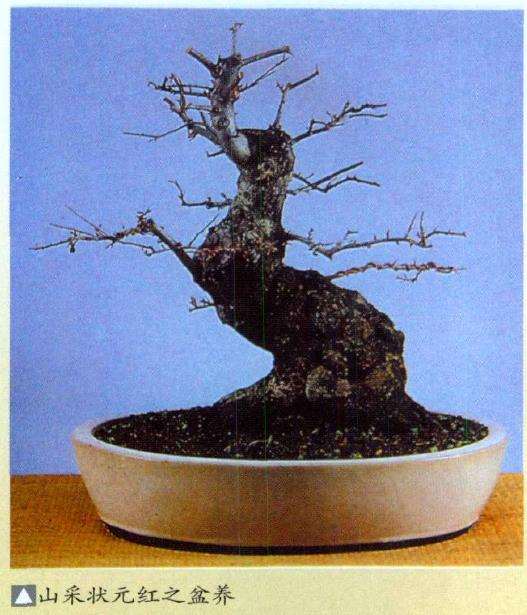 盆景素材的山采时间是什么时候