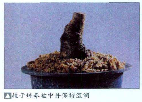 盆景素材的山采时间是什么时候