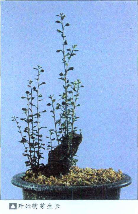 如何种活山采盆景素材