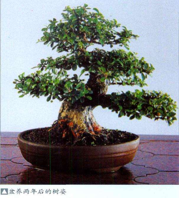 如何种活山采盆景素材