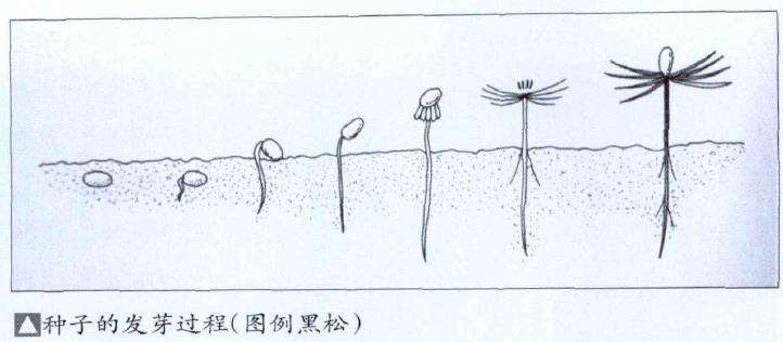 如何种活山采盆景素材