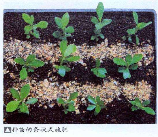 如何种活山采盆景素材