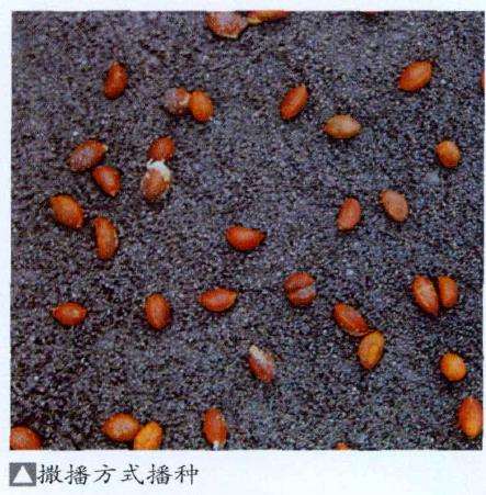 如何种活山采盆景素材