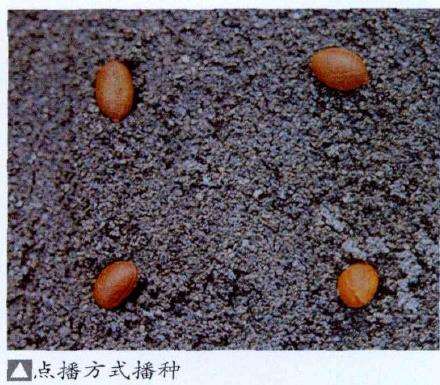 如何种活山采盆景素材