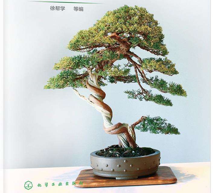 王维第一个制作盆景的人的吗