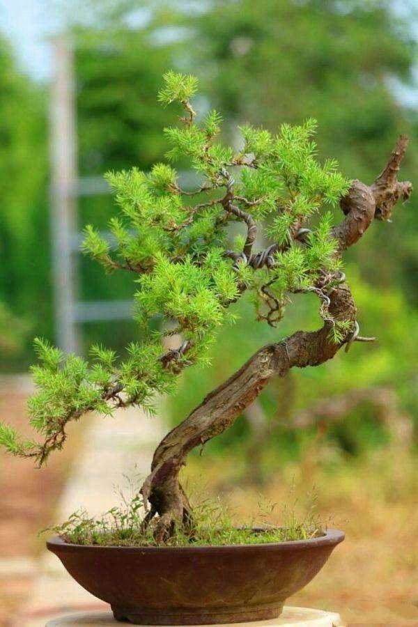 王维第一个制作盆景的人的吗