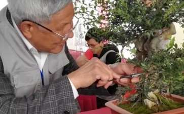 王维第一个制作盆景的人的吗