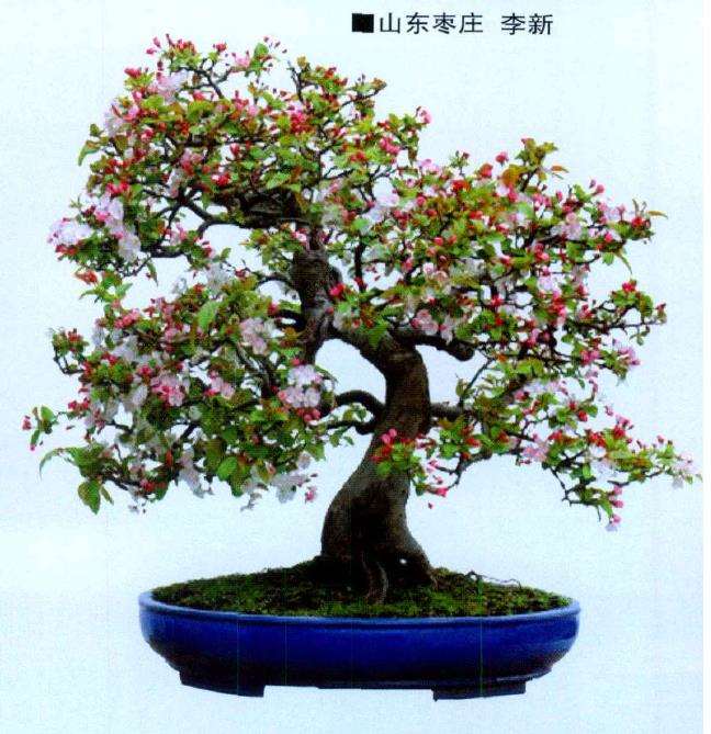 赏赵庆泉新作《烂漫》图片欣赏