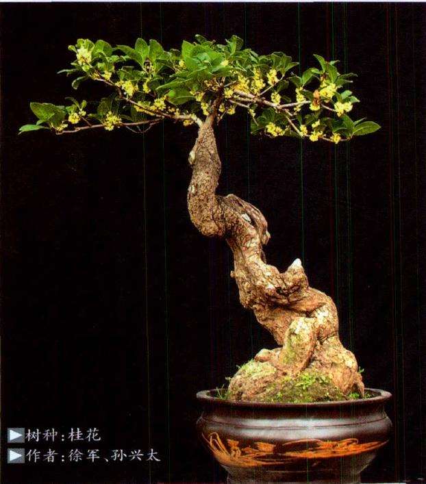 桂花盆景怎么制作管理