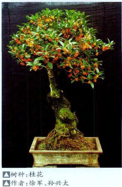 桂花盆景怎么制作管理