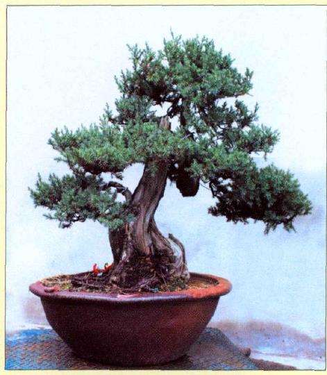 图解 刺柏盆景怎么蟠扎的10个过程