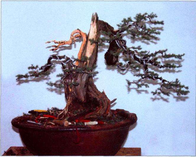 图解 刺柏盆景怎么蟠扎的10个过程