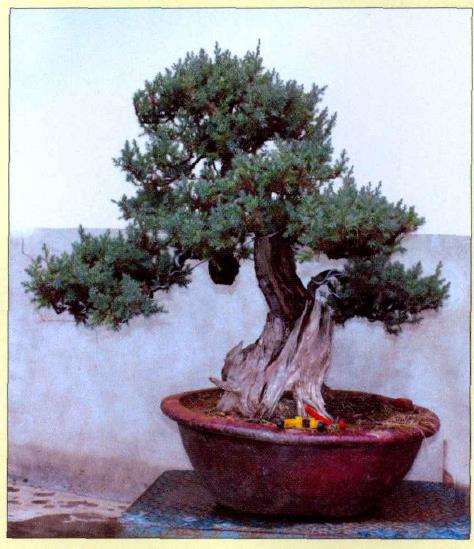 图解 刺柏盆景怎么蟠扎的10个过程