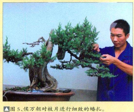 图解 刺柏盆景怎么蟠扎的10个过程