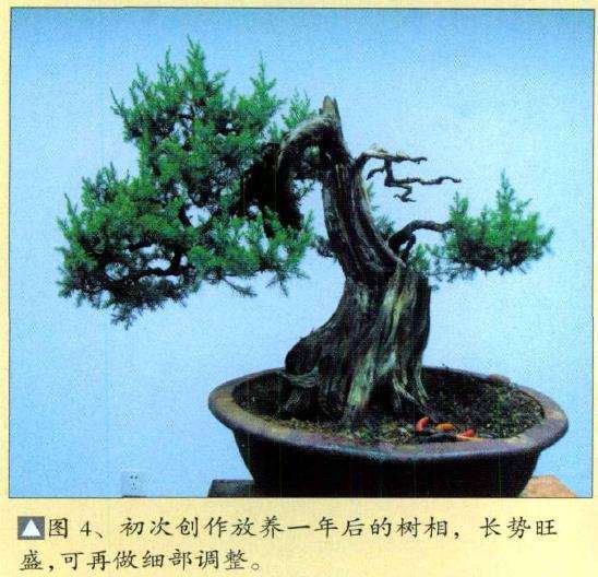 图解 刺柏盆景怎么蟠扎的10个过程