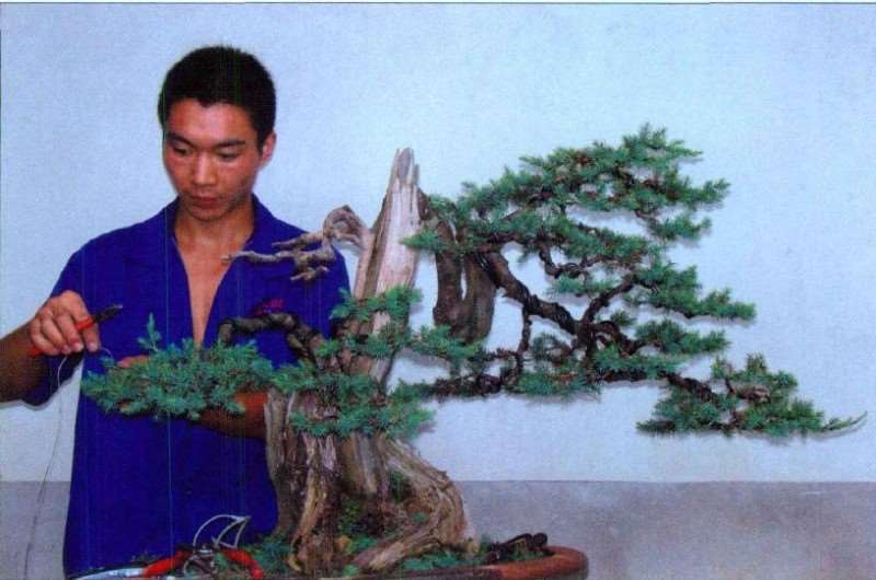 图解 刺柏盆景怎么蟠扎的10个过程