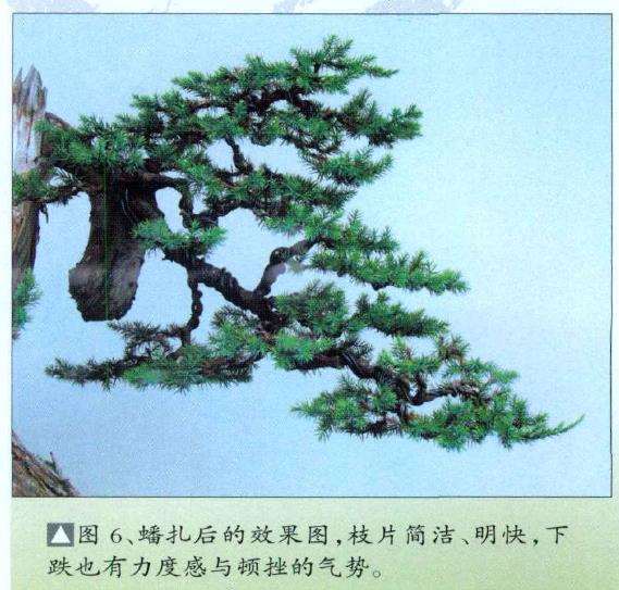 图解 刺柏盆景怎么蟠扎的10个过程