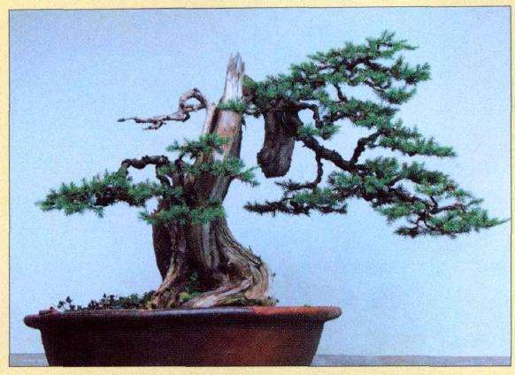 图解 刺柏盆景怎么蟠扎的10个过程