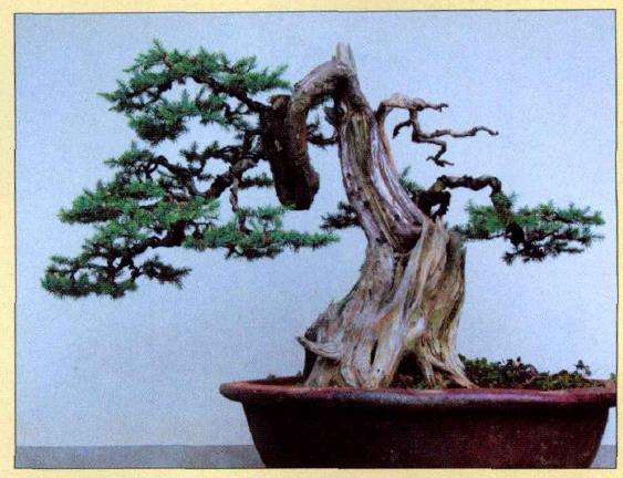 图解 刺柏盆景怎么蟠扎的10个过程