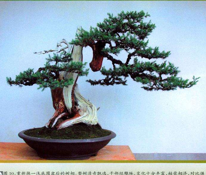 图解 刺柏盆景怎么蟠扎的10个过程
