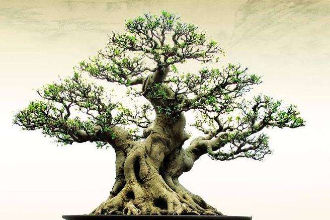 花木盆景杂志应该怎么认真的读