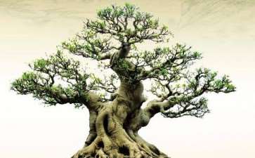 花木盆景杂志应该怎么认真的读