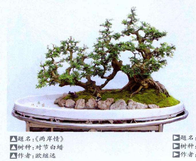 拜访韶钢的私家盆景园