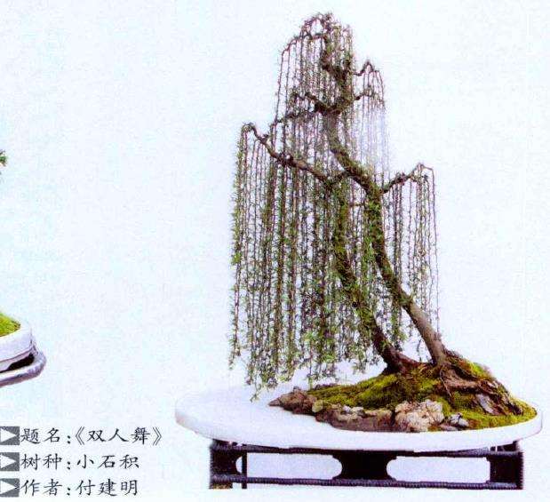 拜访韶钢的私家盆景园