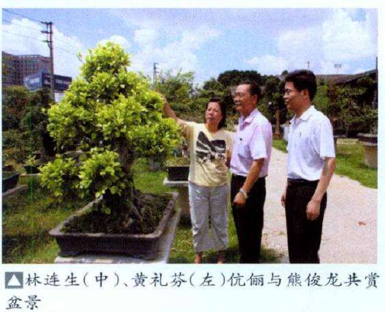 拜访深圳市盆景协会副会长林连生