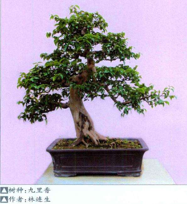 拜访深圳市盆景协会副会长林连生