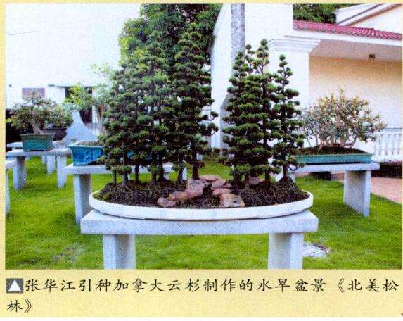 广东省盆景协会副会长张华江