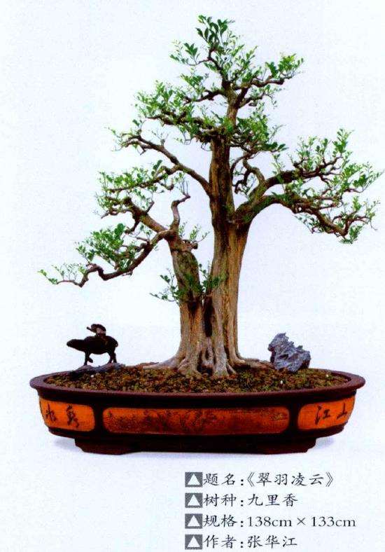 广东省盆景协会副会长张华江