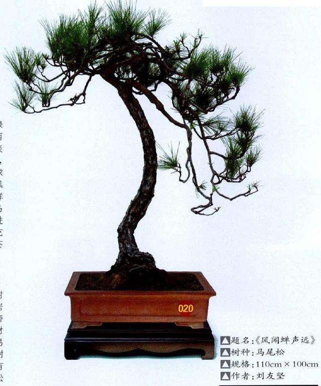 马尾松盆景怎么取材的3个方法