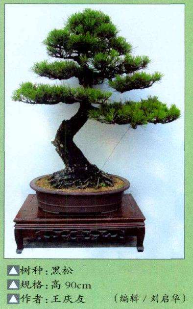 淮南市盆景协会成立