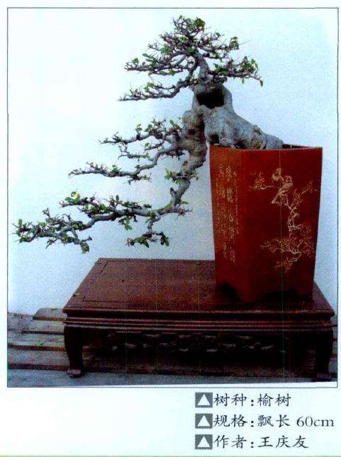 淮南市盆景协会成立