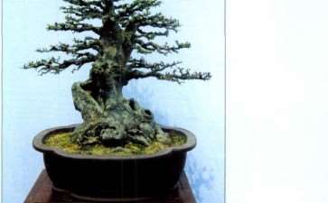 2009年 淮南市盆景协会成立