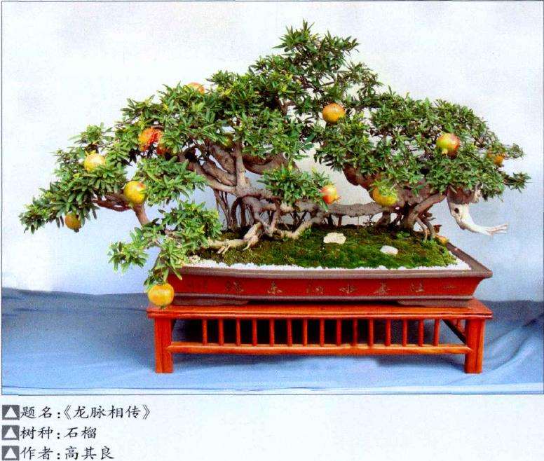 果树盆景轮纹病的发病原因与症状