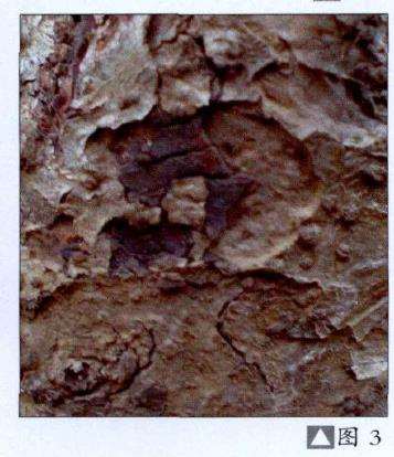 果树盆景轮纹病的发病原因与症状